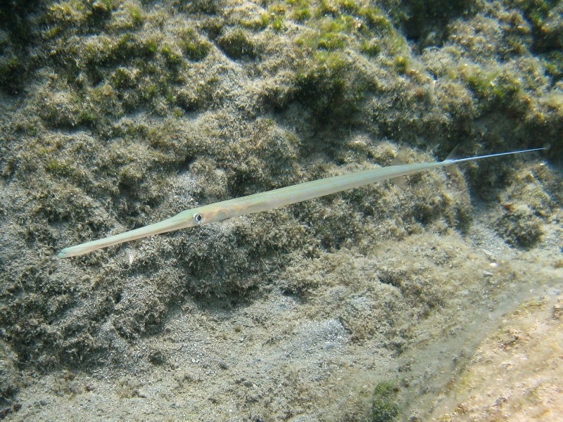 Fistularia commersonii (Rppell, 1838) - specie lessepsiana